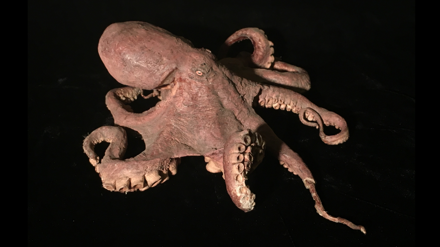 Freeze dried octopus orders specimen