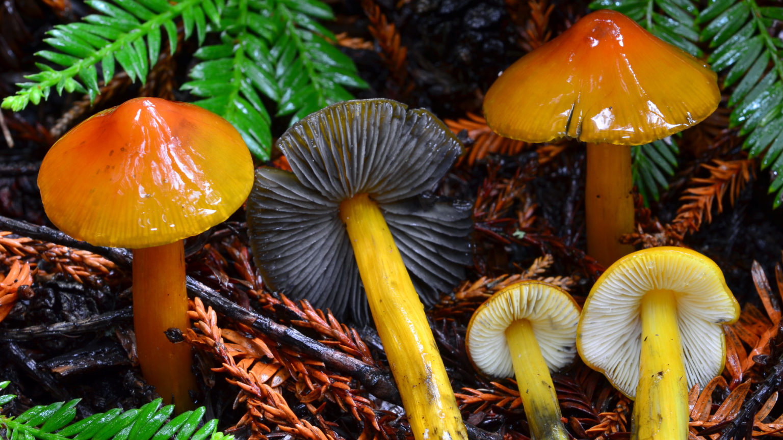 2/5 Exploring the Mushrooms of the Santa Cruz Mountains with Christian