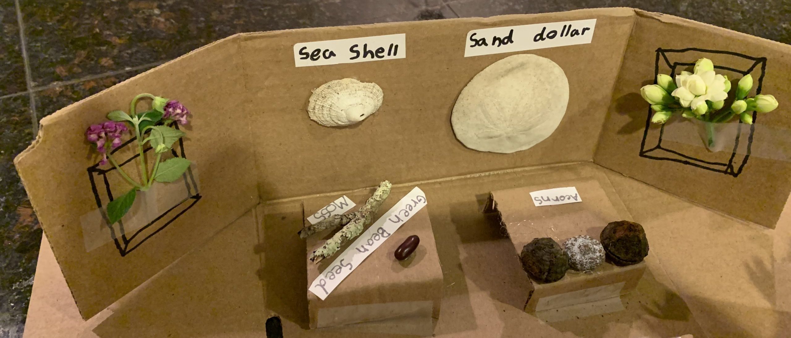 mini-museum-exhibit-project-2nd-grade-santa-cruz-museum-of-natural