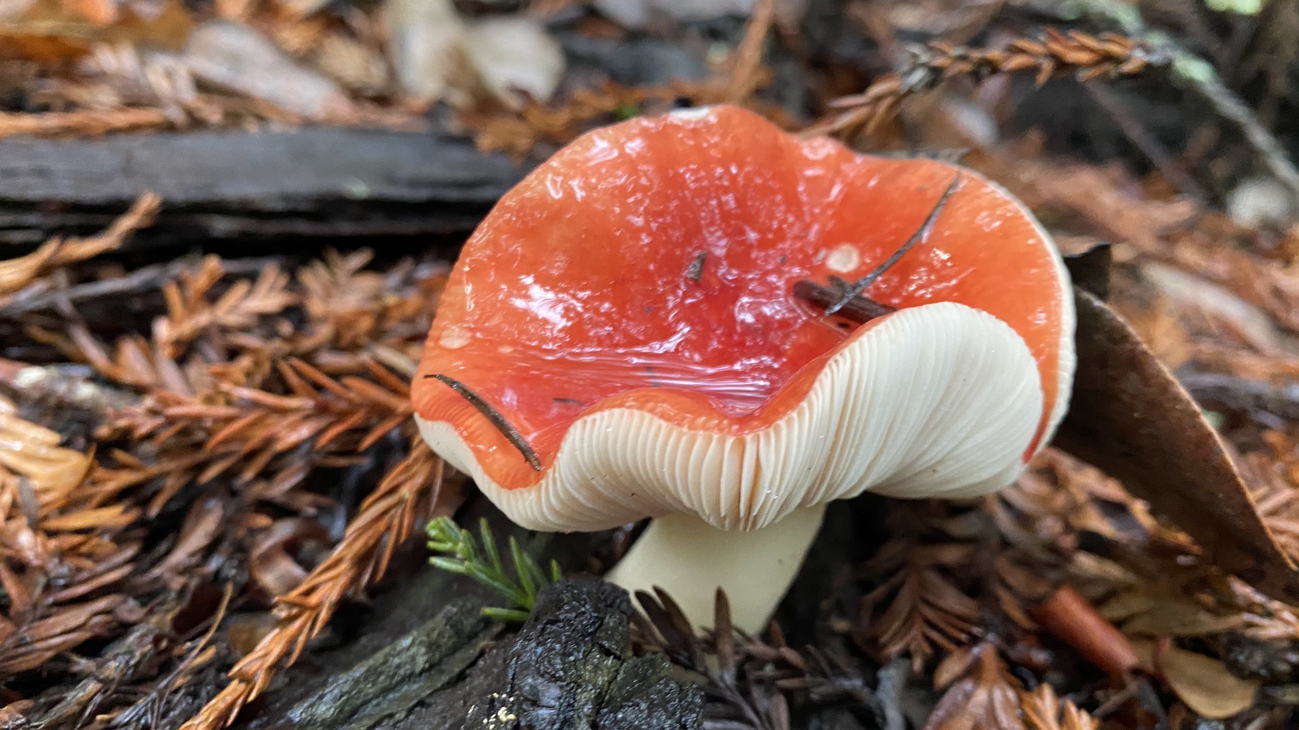 2/27 Member Meet-Up: Mushrooms with Phil Carpenter (FULL) - Santa Cruz  Museum of Natural History