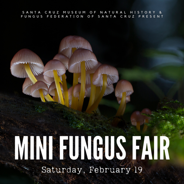 Fungus February 2022 Santa Cruz Museum of Natural History