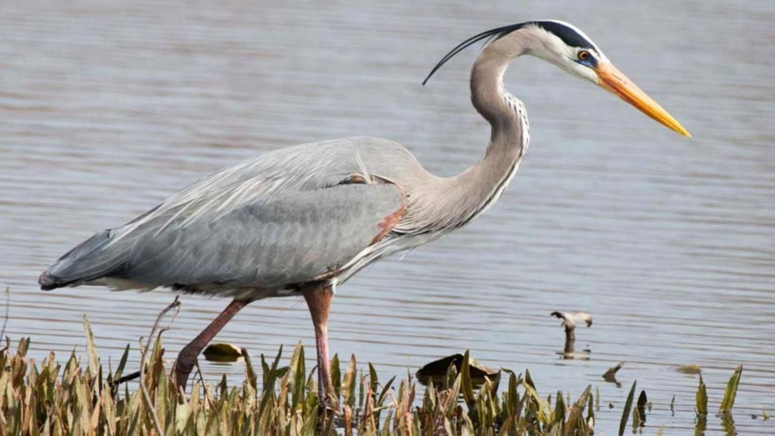 Great Blue Heron - Santa Cruz Museum of Natural History