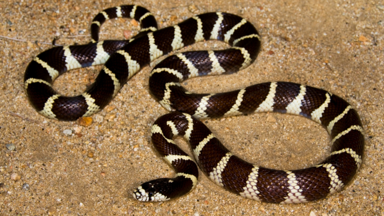 King Snake