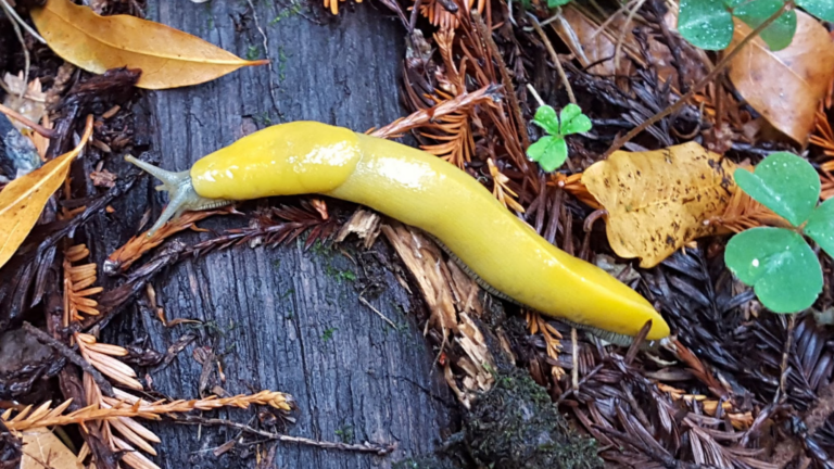 Slender Banana Slug - Santa Cruz Museum of Natural History