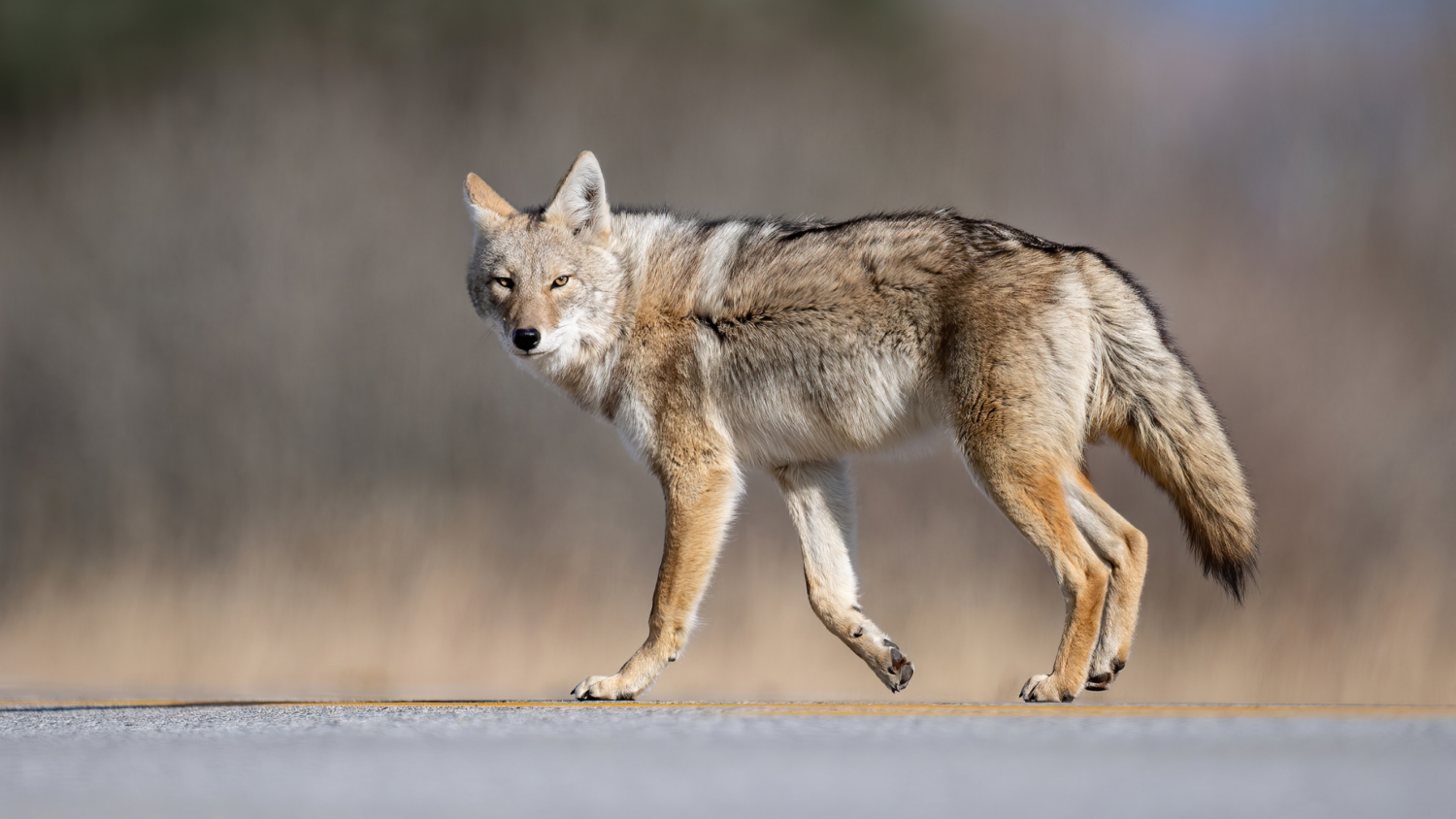 Coyote Santa Cruz Museum of Natural History