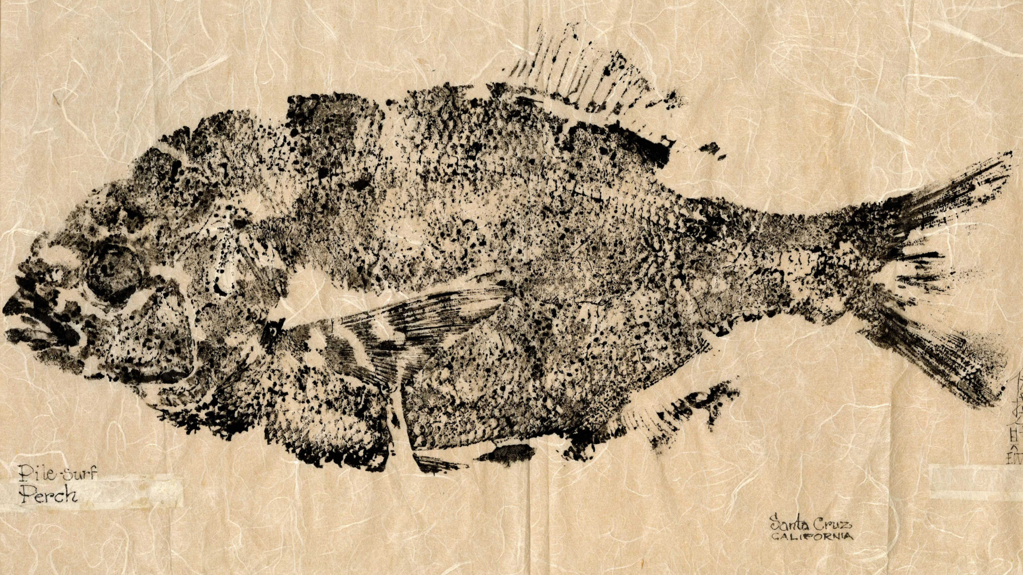 Complete Guide to Fish Printing [Gyotaku Demonstrated] - Acorn Naturalists
