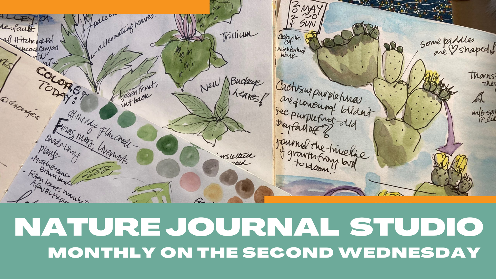 Homeschool Nature Study Resource: Keeping a Nature Journal - Review -  Homeschool Nature Study