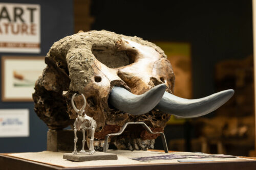 Mastodons and the Museum - Santa Cruz Museum of Natural History