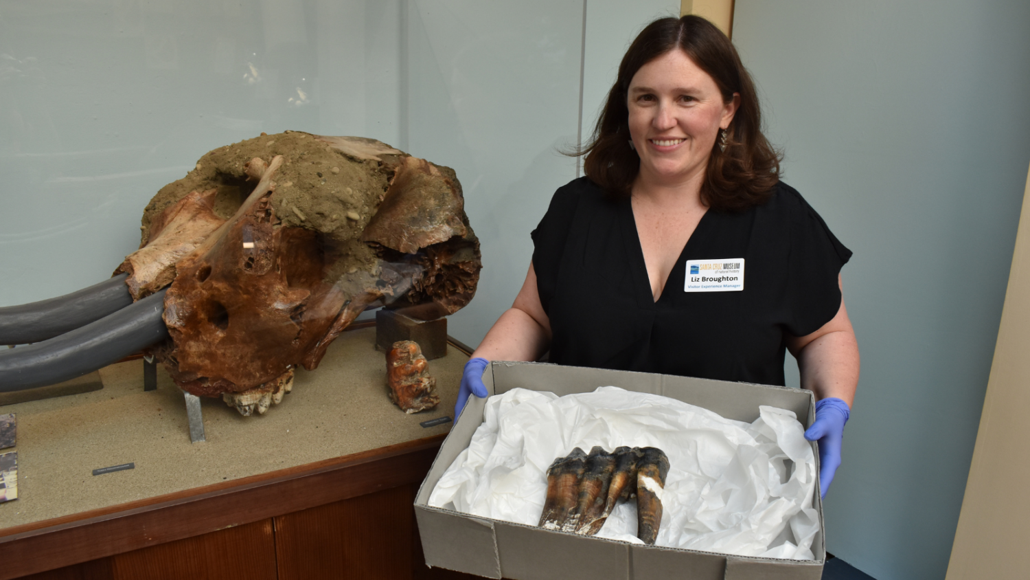 Mastodons and the Museum - Santa Cruz Museum of Natural History