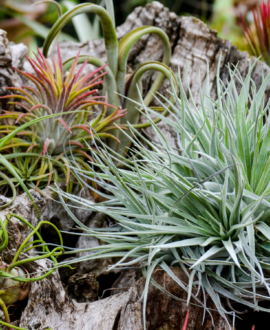 a variety of air plants