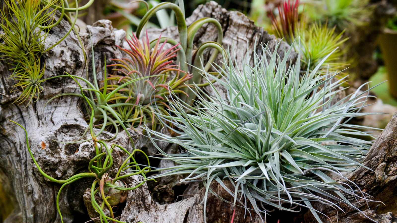 a variety of air plants