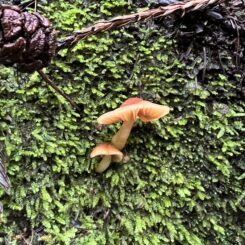 Small brown mushroom with moss