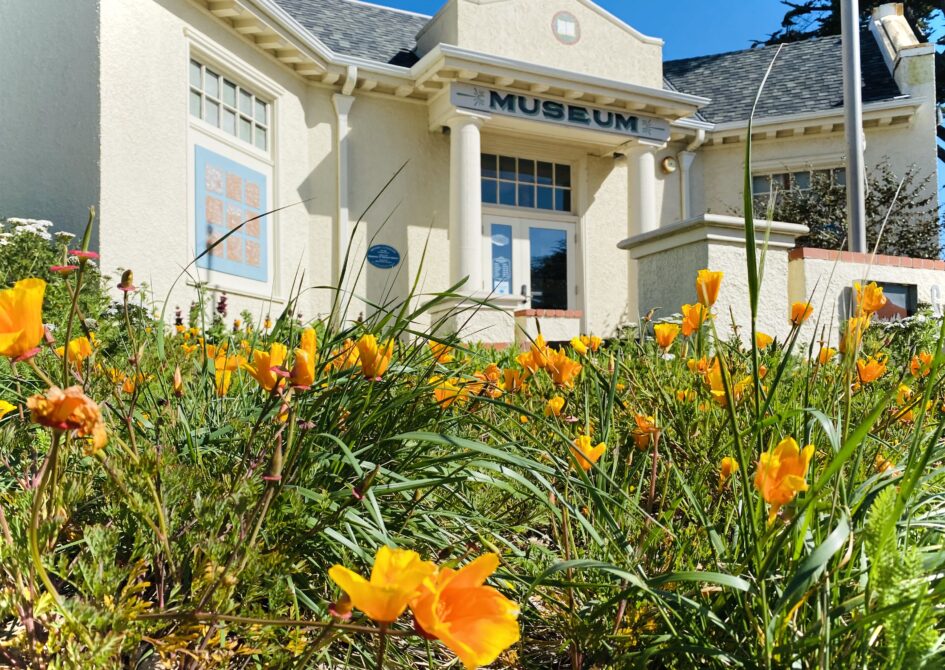 Museum entrance with poppies in the foreground