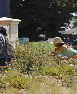 3 people working in a garden