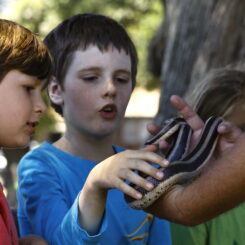A boy pets a rosy boa snake