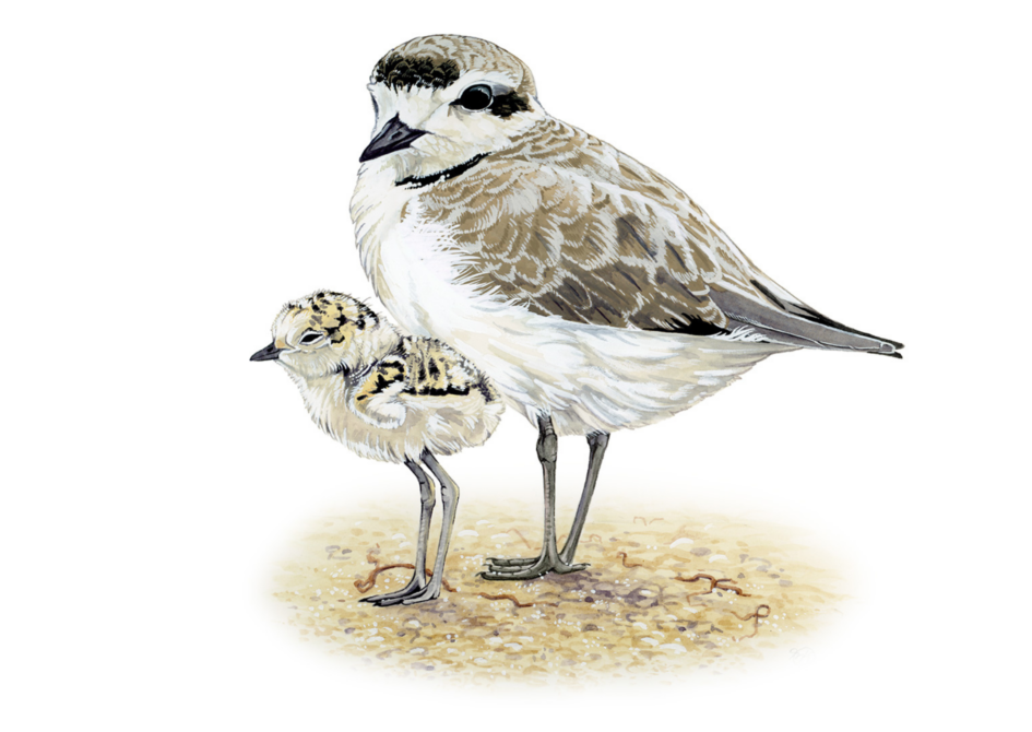 illustration of a mom and baby plover