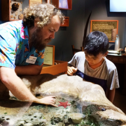 A man showing a kid how to touch animals in a tide pool exhibit