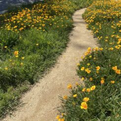 a path with poppies in bloom on either side