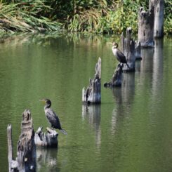 black shore birds sitting on broken piers