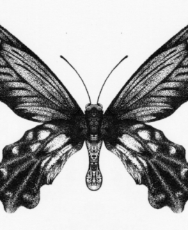 A butterfly drawn with a stippling technique