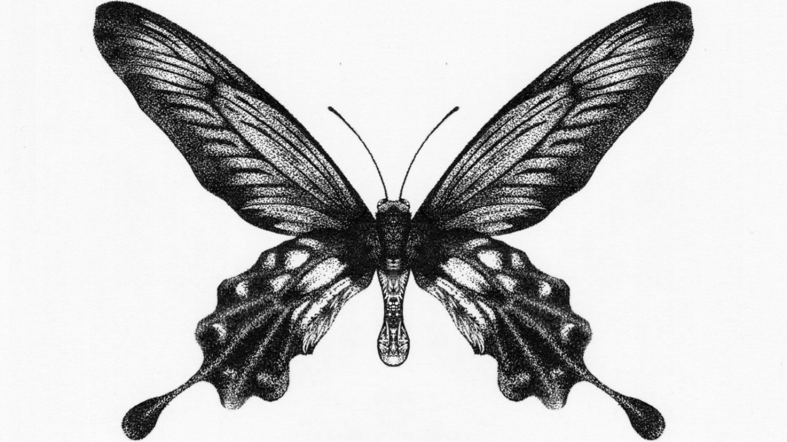 A butterfly drawn with a stippling technique