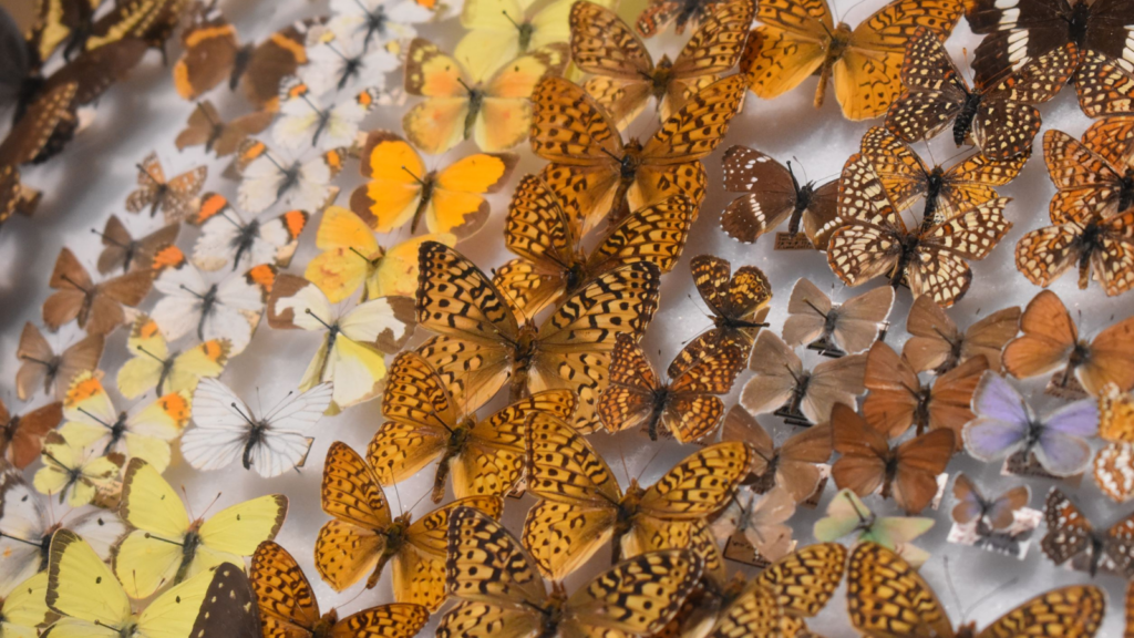 Pinned butterfly specimens in a drawer
