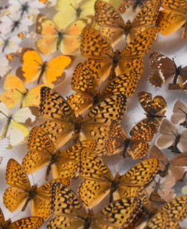 Pinned butterfly specimens in a drawer