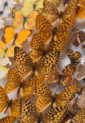 Pinned butterfly specimens in a drawer