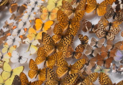 Pinned butterfly specimens in a drawer