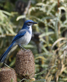 A scrub jay on top of a dried plant