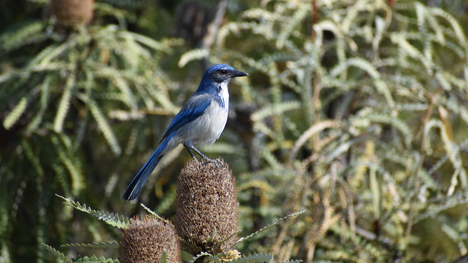A scrub jay on top of a dried plant