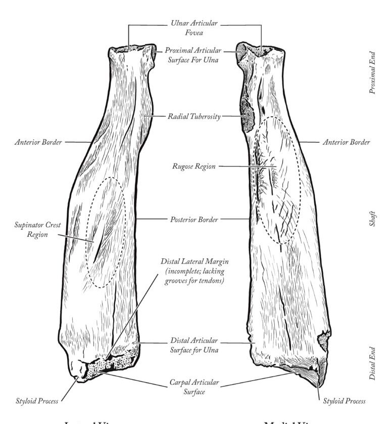 Prehistoric Sloth, Present-Day Discovery - Santa Cruz Museum of Natural ...