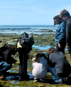 LiMPETS, Nature Club, Tide Pooling