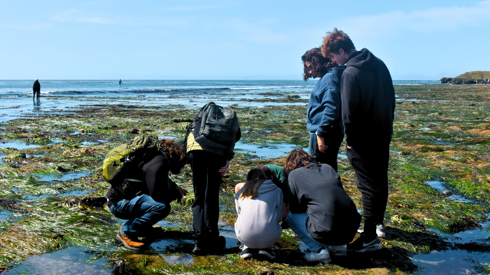 LiMPETS, Nature Club, Tide Pooling