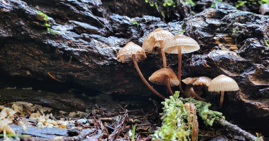 mushrooms-1920x1005-1-1024x536.png